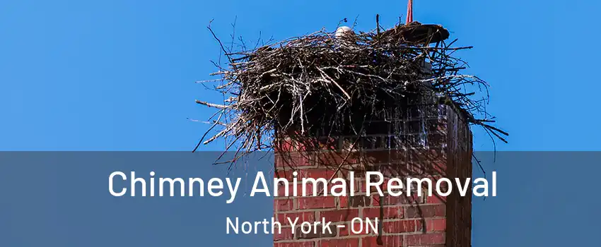 Chimney Animal Removal North York - ON